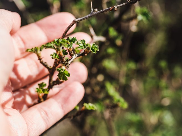 植物を知り尽くしたプロ