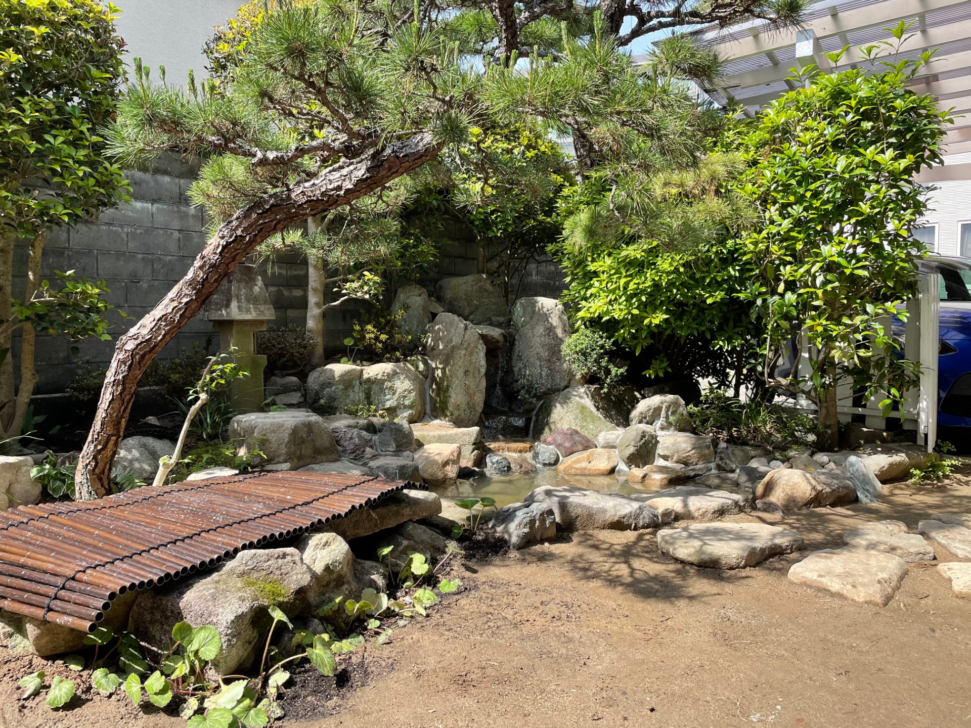 枝先が整えられた庭木の樹形を正面気味に写した写真