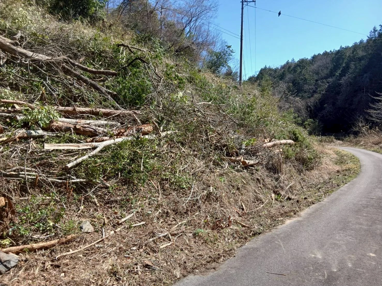 山林・法面の伐採工事の現場